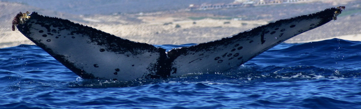 Fluke of HW-MN0523242