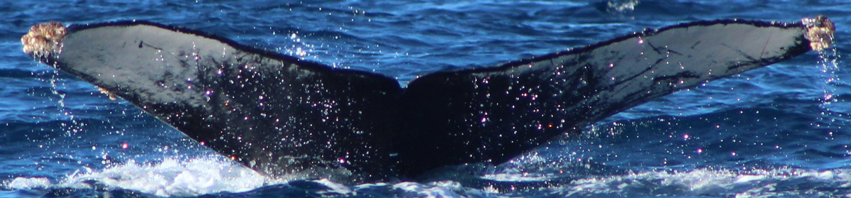 Fluke of CRC-23095