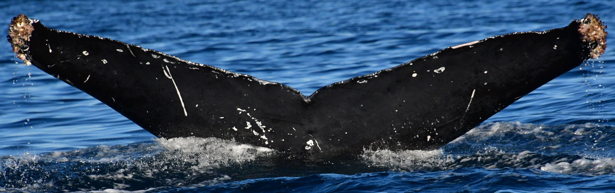 Fluke of HW-MN0523249