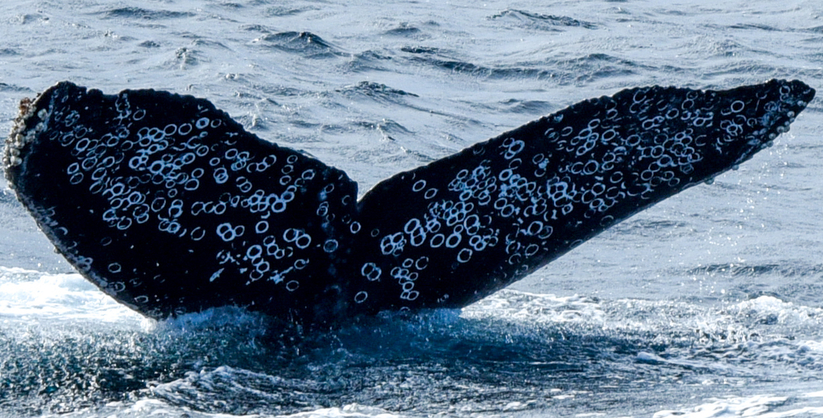 Fluke of HW-MN0523256
