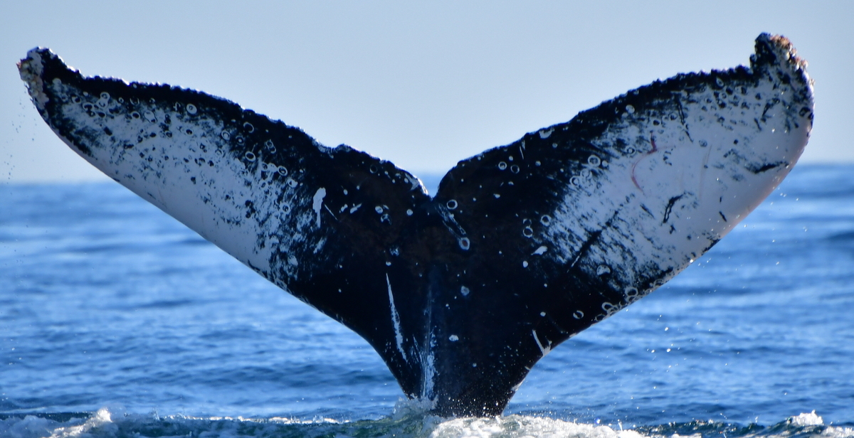 Fluke of HW-MN0523261