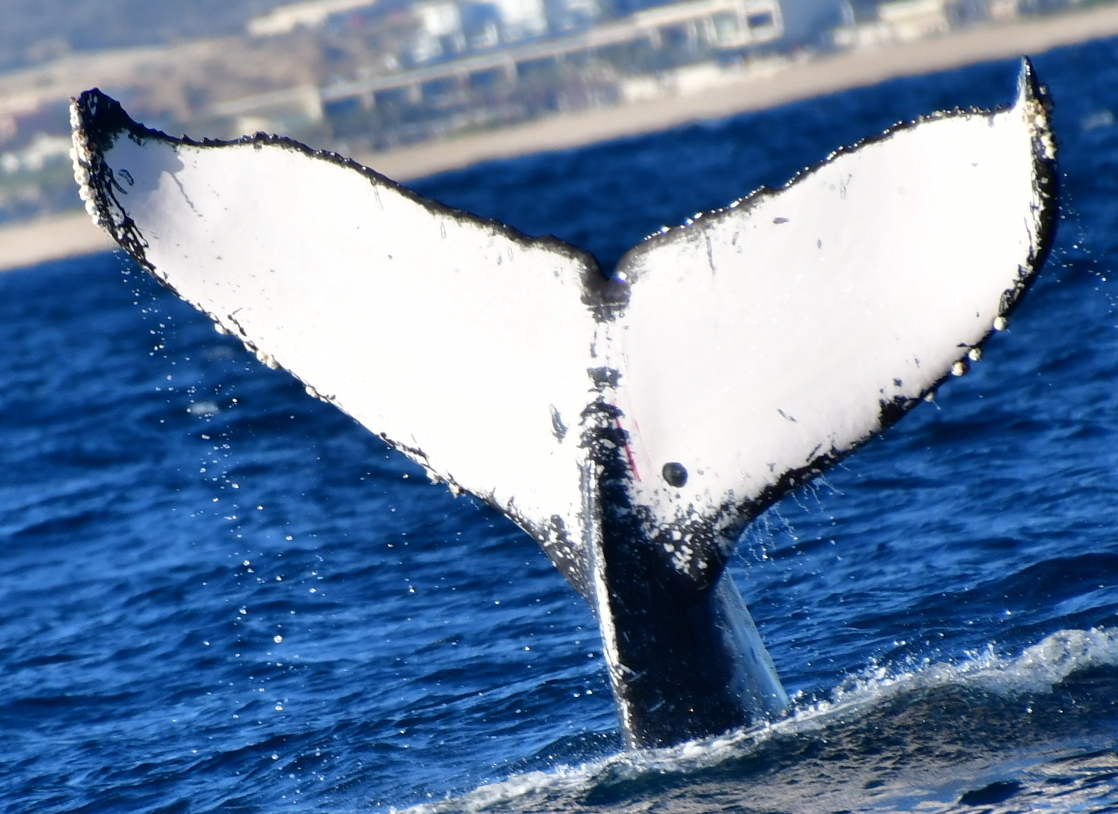 Fluke of CRC-21070