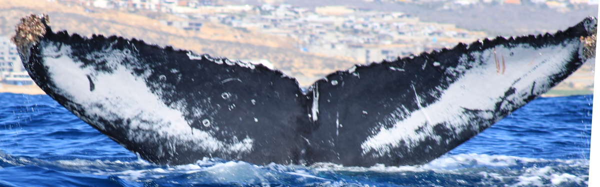 Fluke of HW-MN0523263