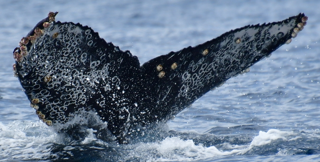 Fluke of CRC-22457