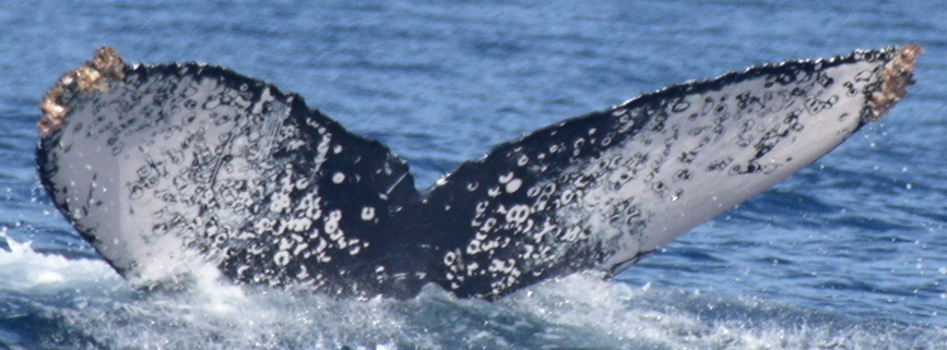 Fluke of CRC-22458