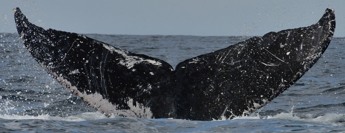 Fluke of HW-MN0523277