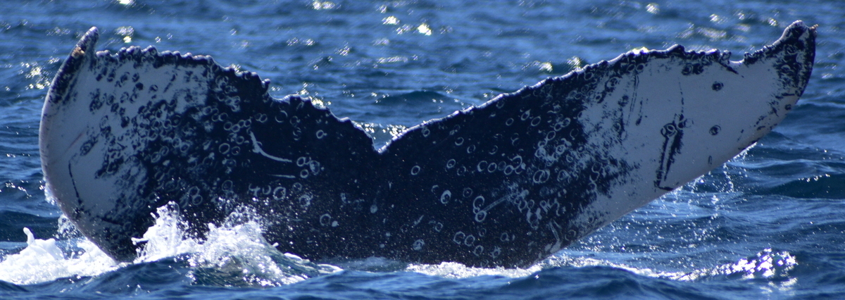 Fluke of HW-MN0523282