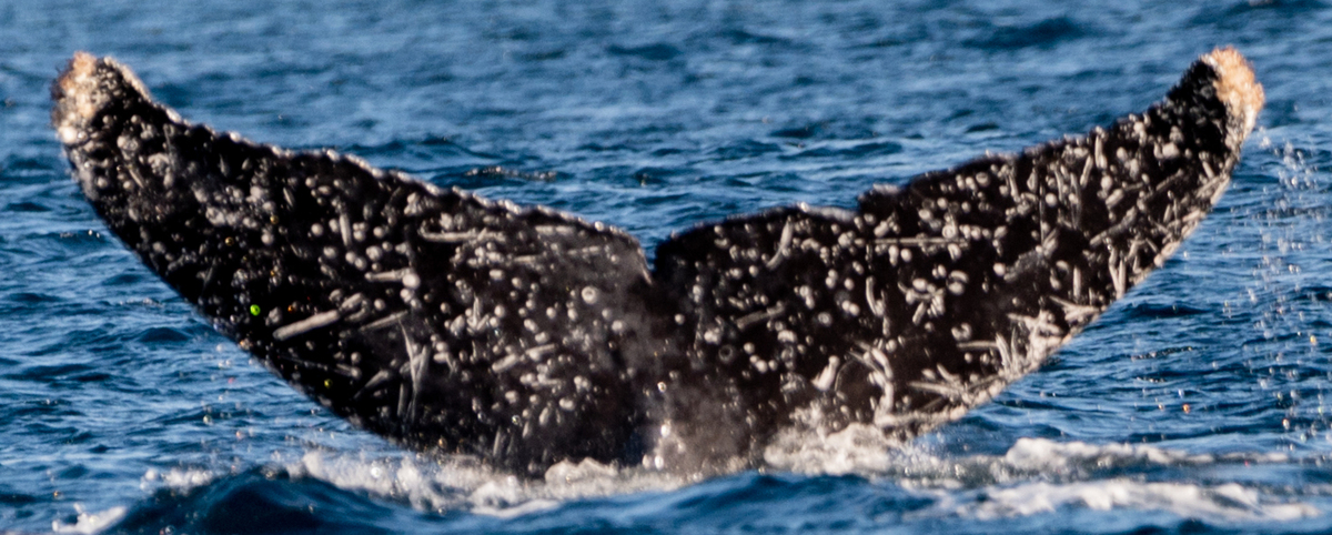 Fluke of HW-MN0523284