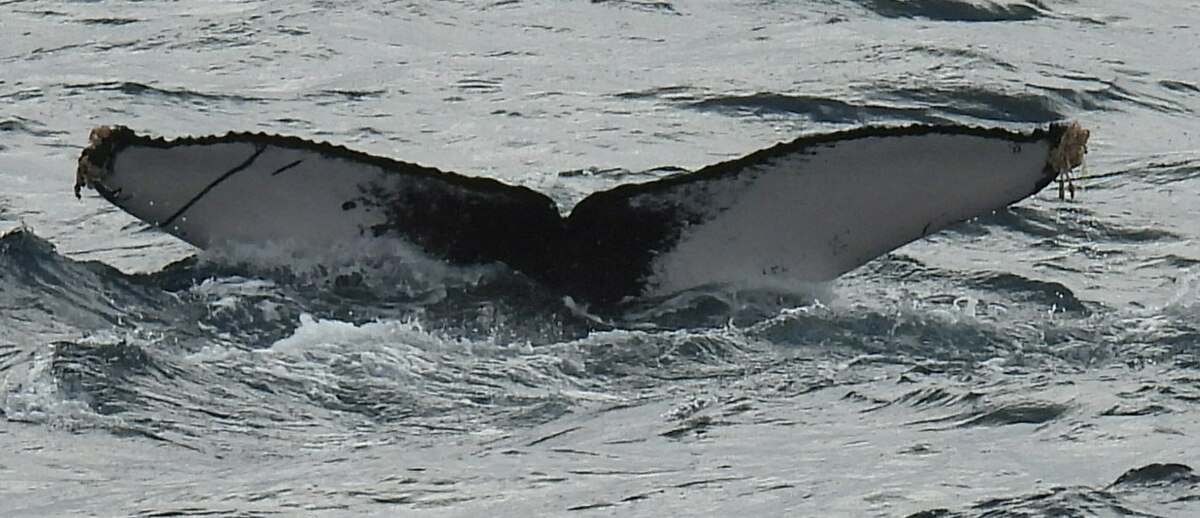 Fluke of Bagatelle (Gulf of California)