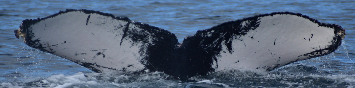 Fluke of HW-MN0523295
