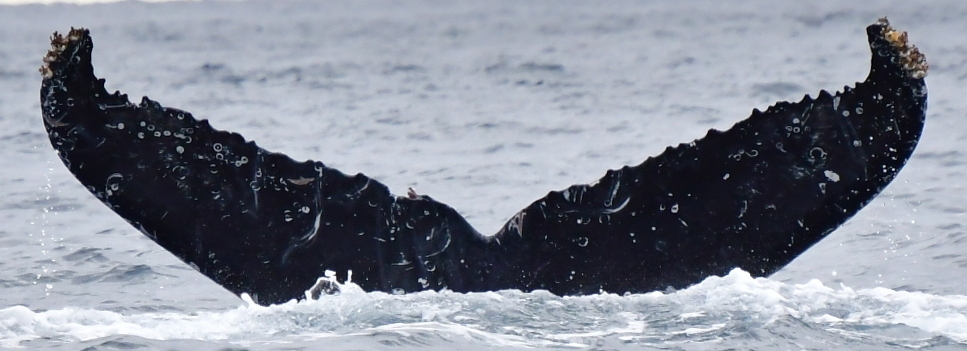 Fluke of HW-MN0523296
