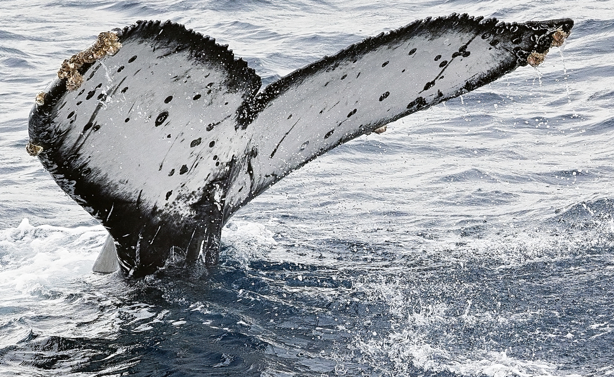 Fluke of HW-MN0523302