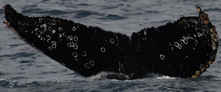 Fluke of HW-MN0523304