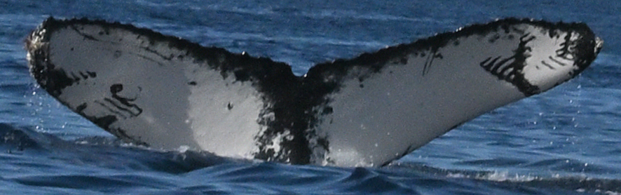 Fluke of HW-MN0523319
