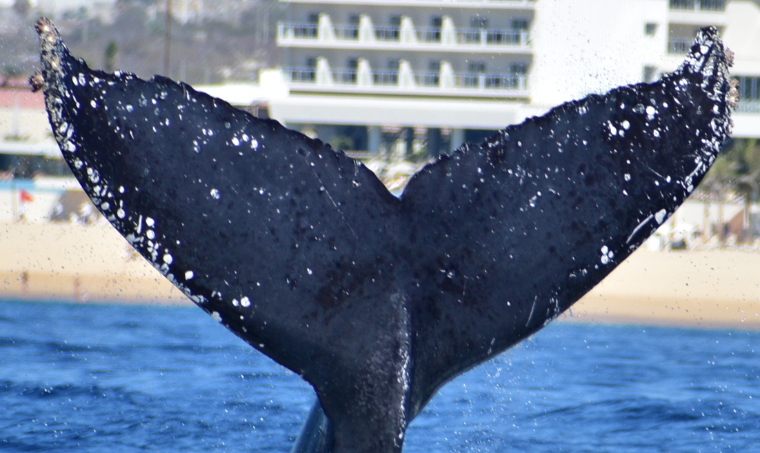 Fluke of HW-MN0523320