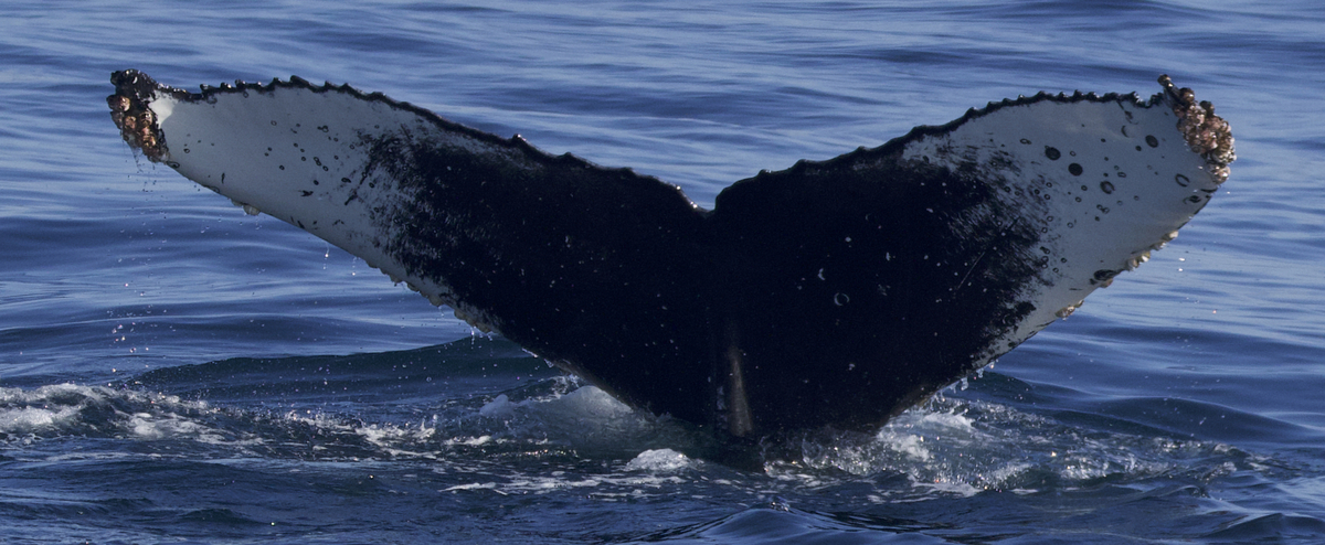 Fluke of CRC-21576