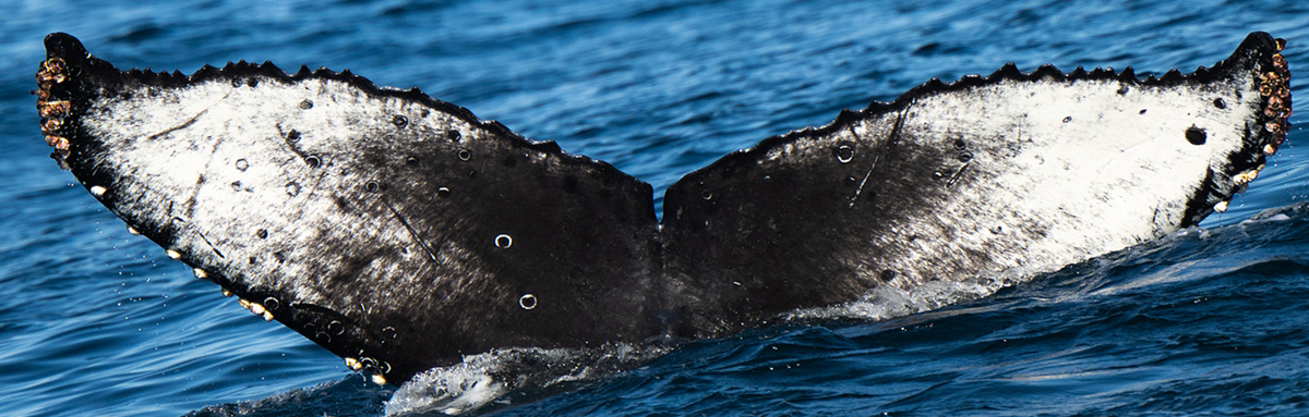 Fluke of CRC-21577