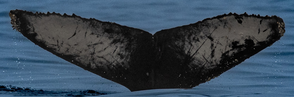 Fluke of CRC-21578
