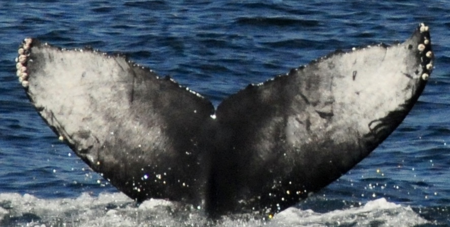 Fluke of CRC-21579