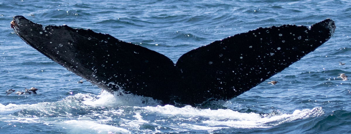 Fluke of CRC-20884