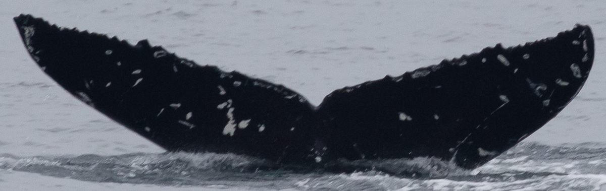 Fluke of CRC-21582