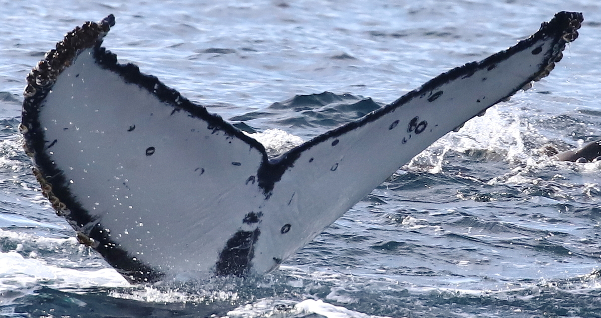 Fluke of CRC-21165