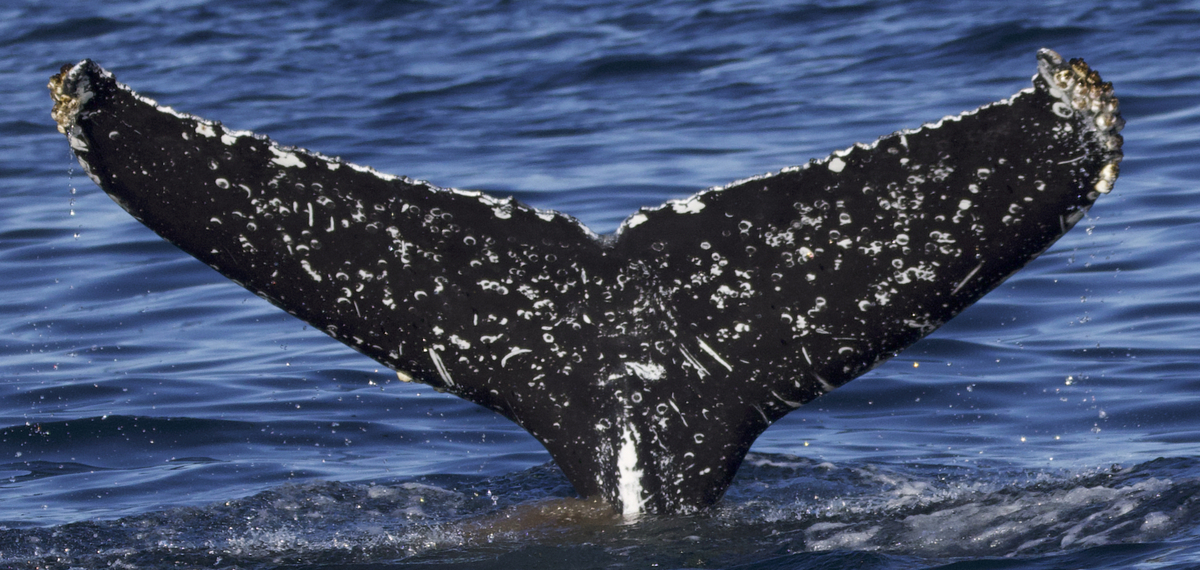 Fluke of CRC-21584