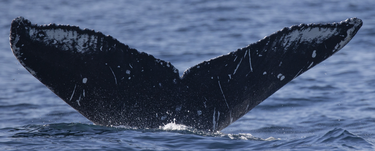 Fluke of CRC-21588