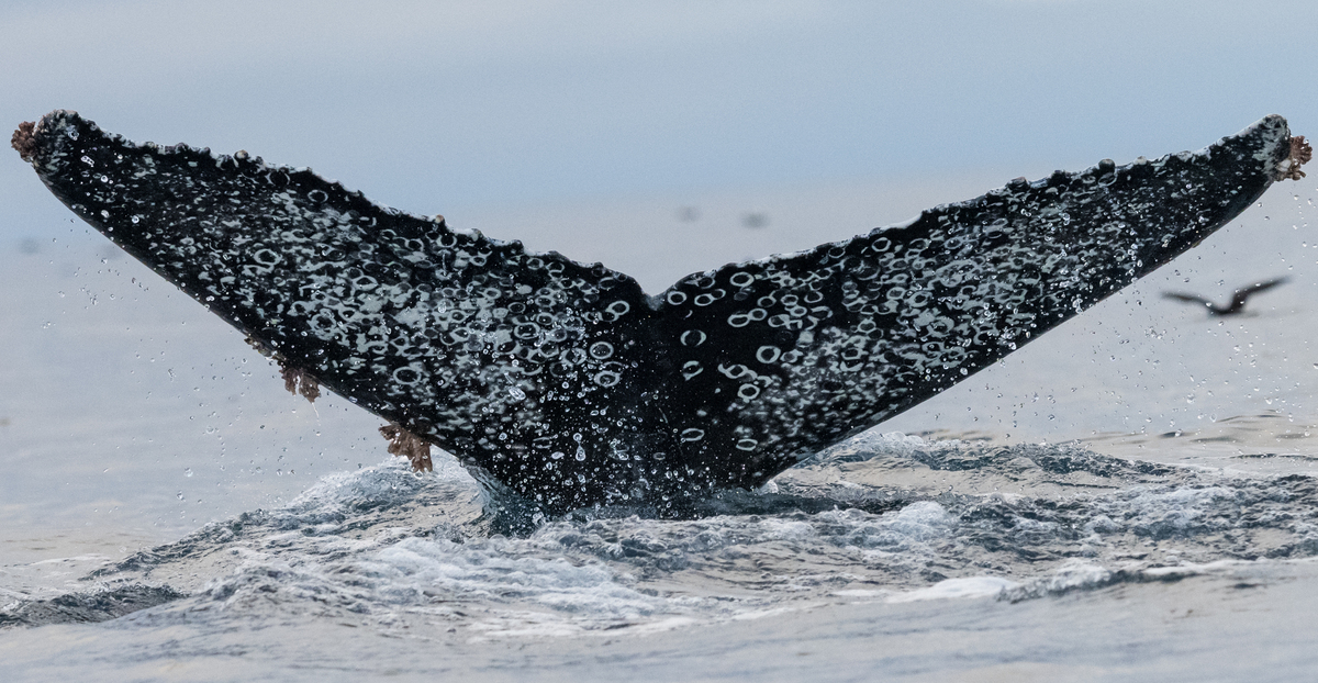 Fluke of CRC-21591