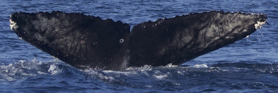 Fluke of CRC-21162