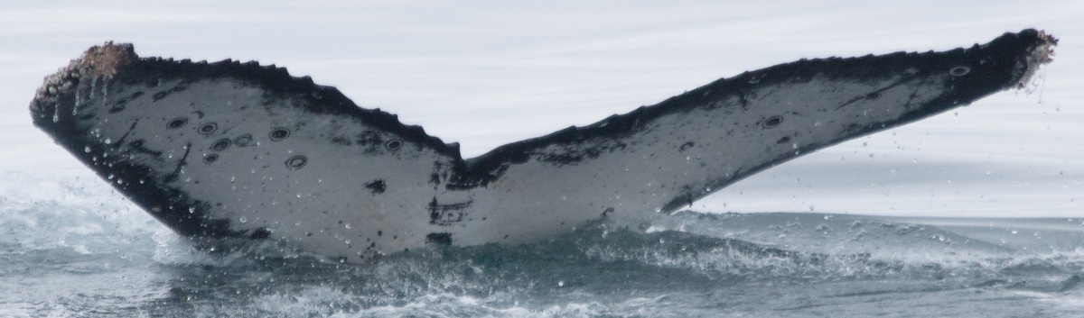 Fluke of CRC-21595