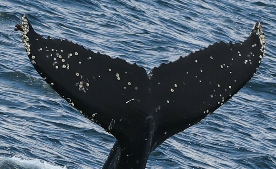 Fluke of CRC-21599