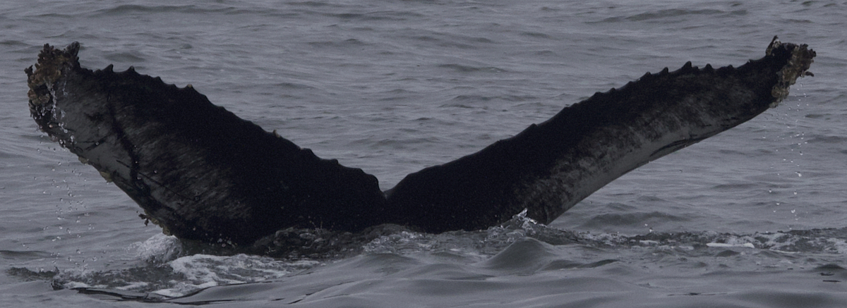 Fluke of CRC-21600