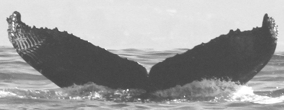 Fluke of CRC-12185