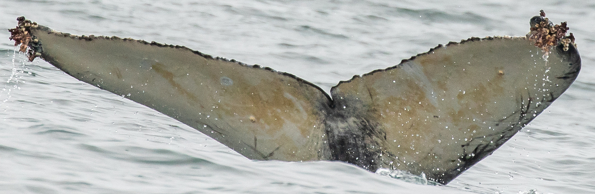 Fluke of Marvel (California)