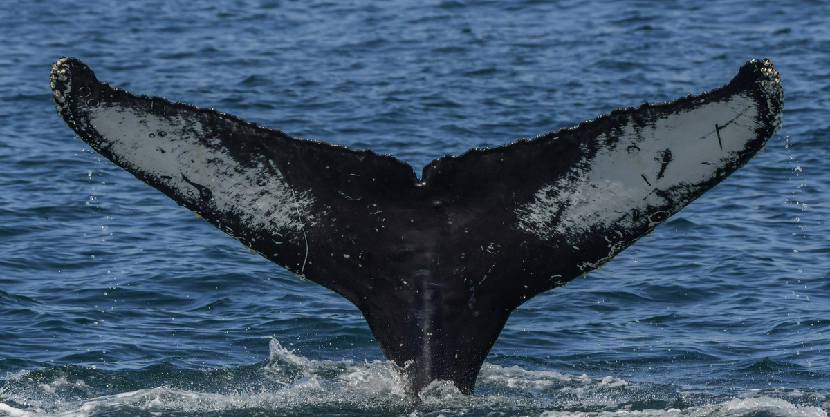 Fluke of CRC-20889