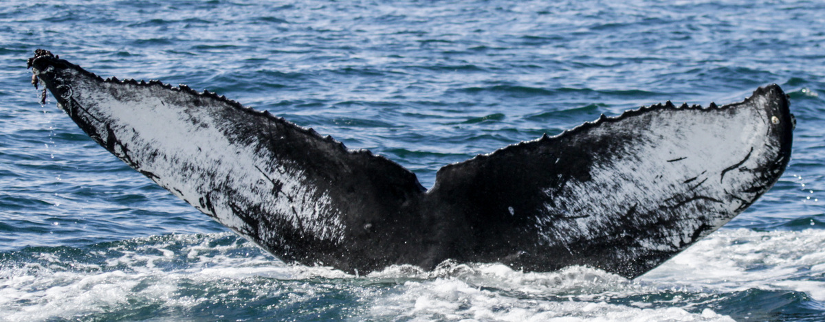 Fluke of CRC-20891