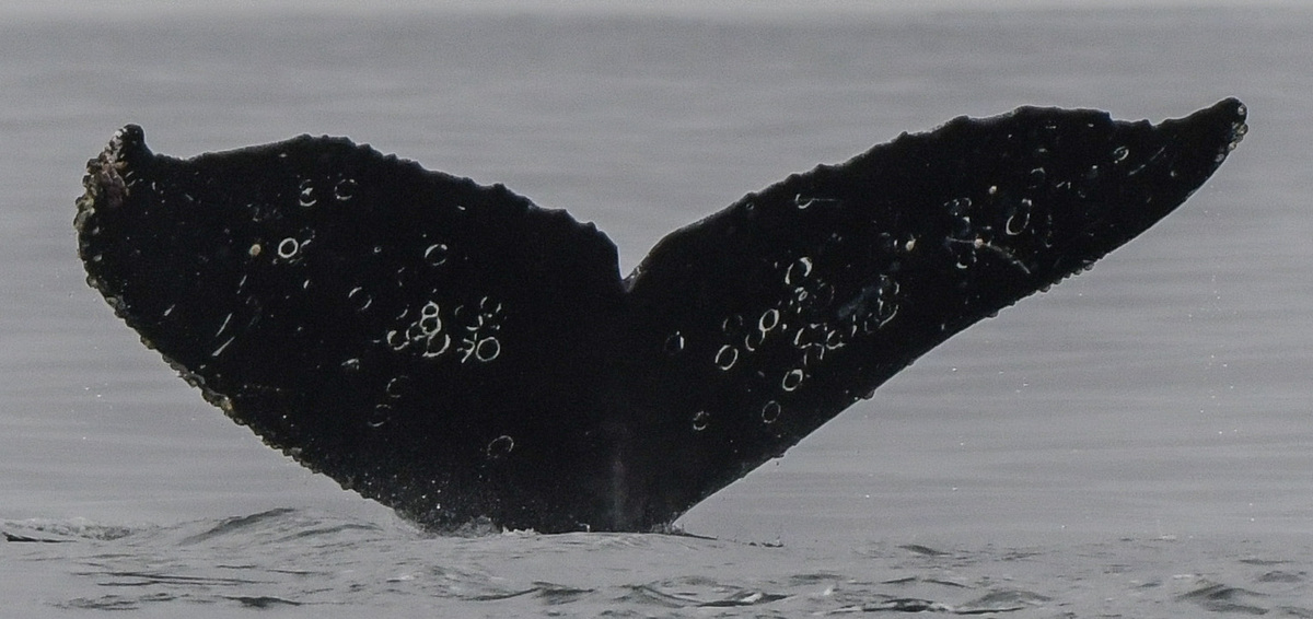 Fluke of CRC-20892