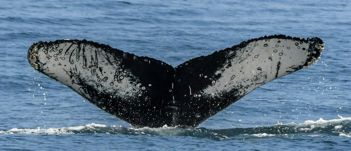 Fluke of CRC-20894