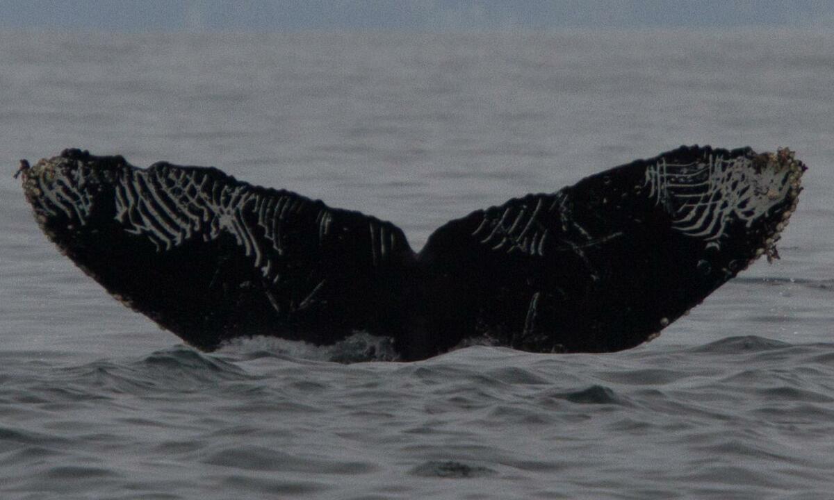 Fluke of CRC-15777