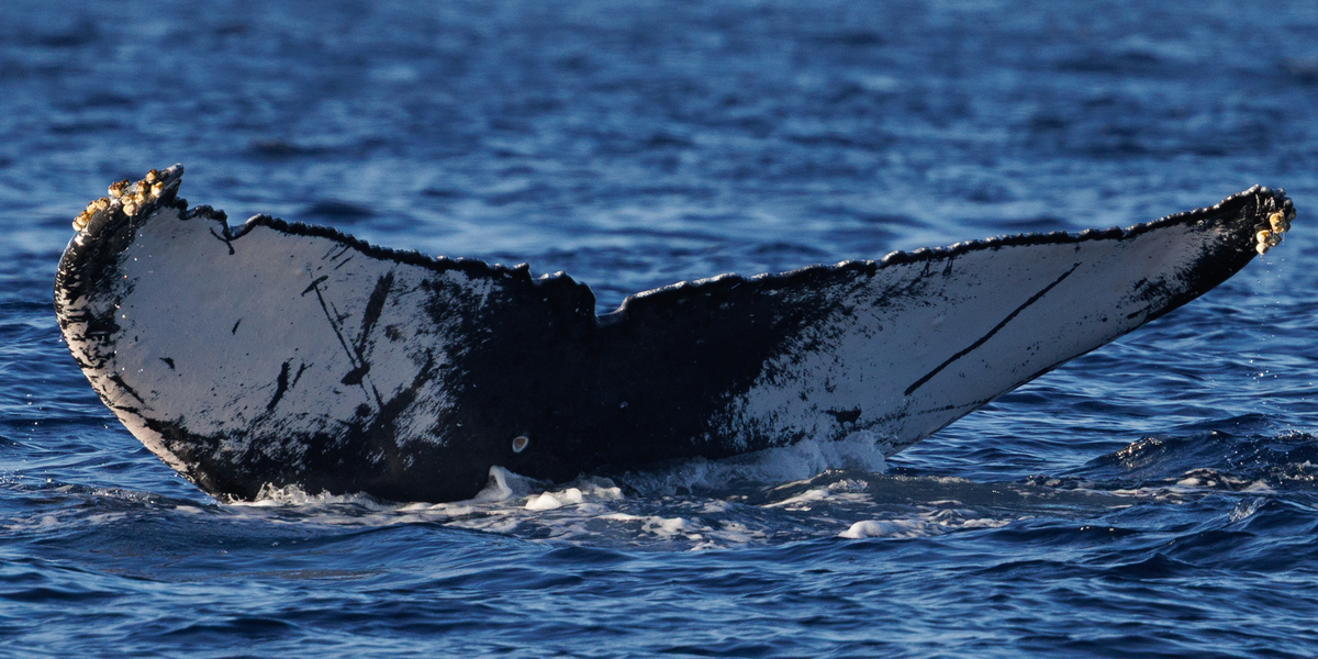 Fluke of HW-MN0443916