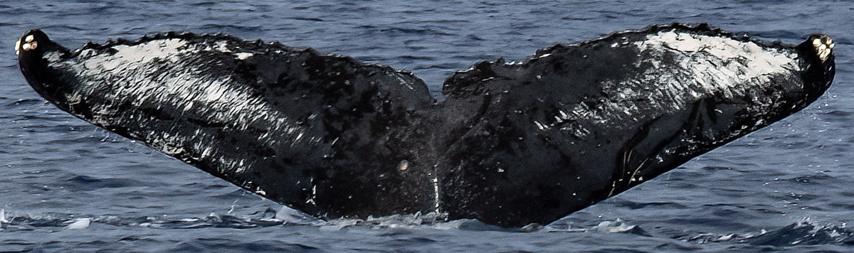 Fluke of HW-MN0443922