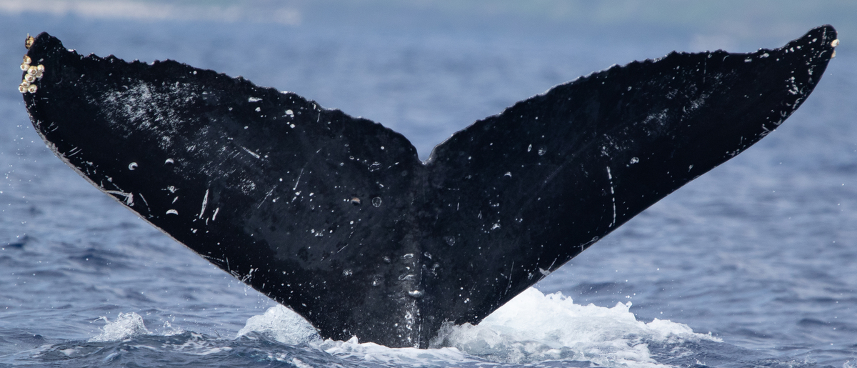 Fluke of HW-MN0443929
