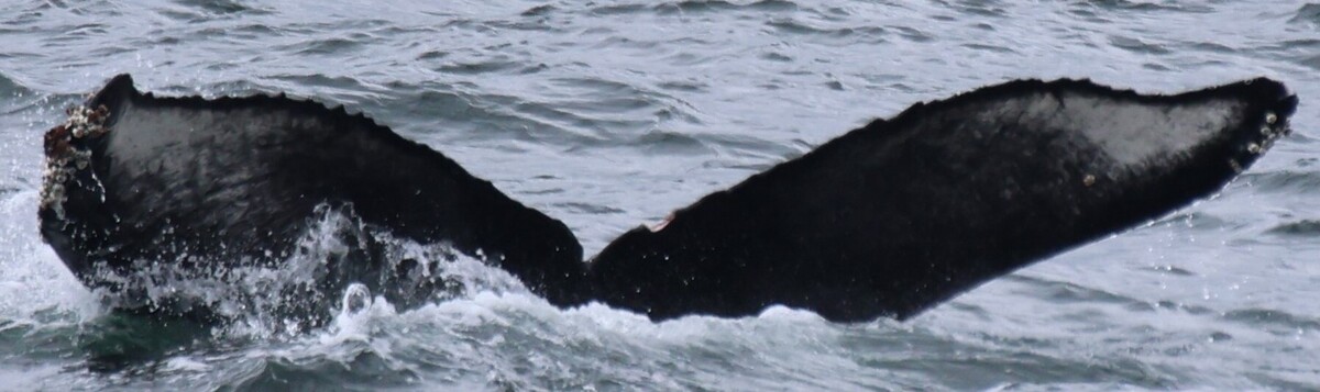 Fluke of 2023 calf of Poptart
