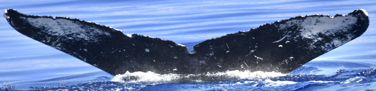 Fluke of HW-MN0443939