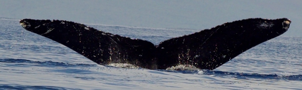 Fluke of HW-MN0443941