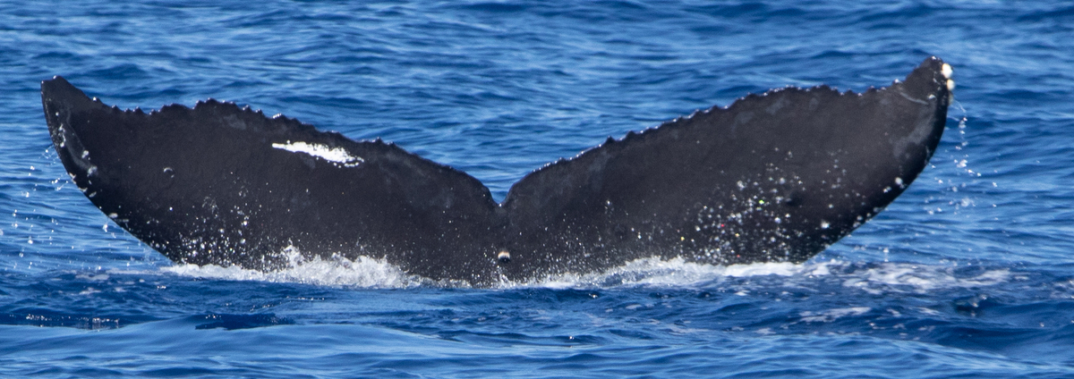 Fluke of HW-MN0443943