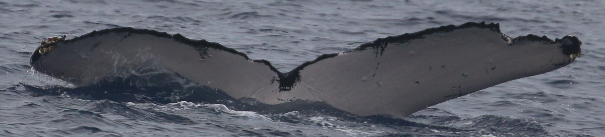 Fluke of CRC-22901