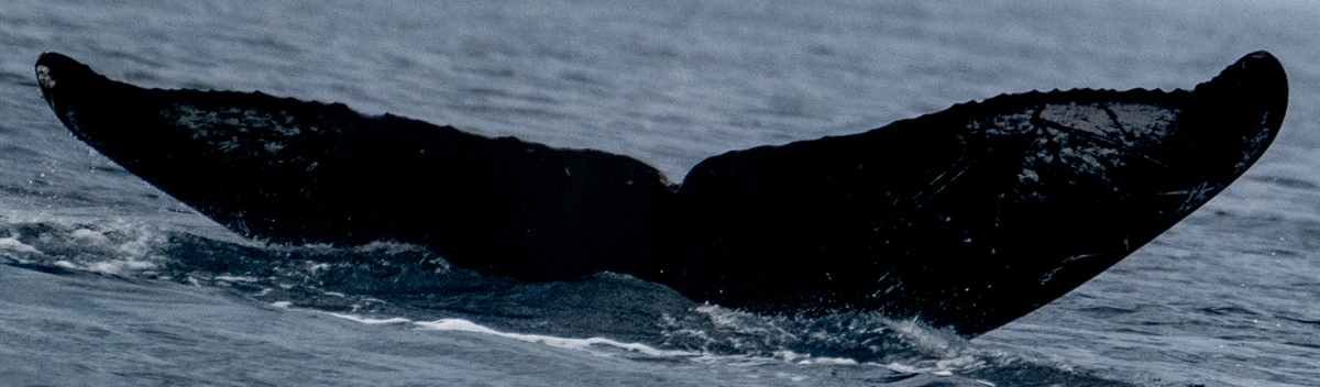 Fluke of HW-MN0443949