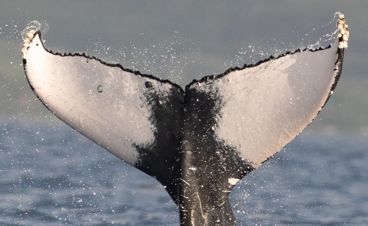 Fluke of HW-MN0443954